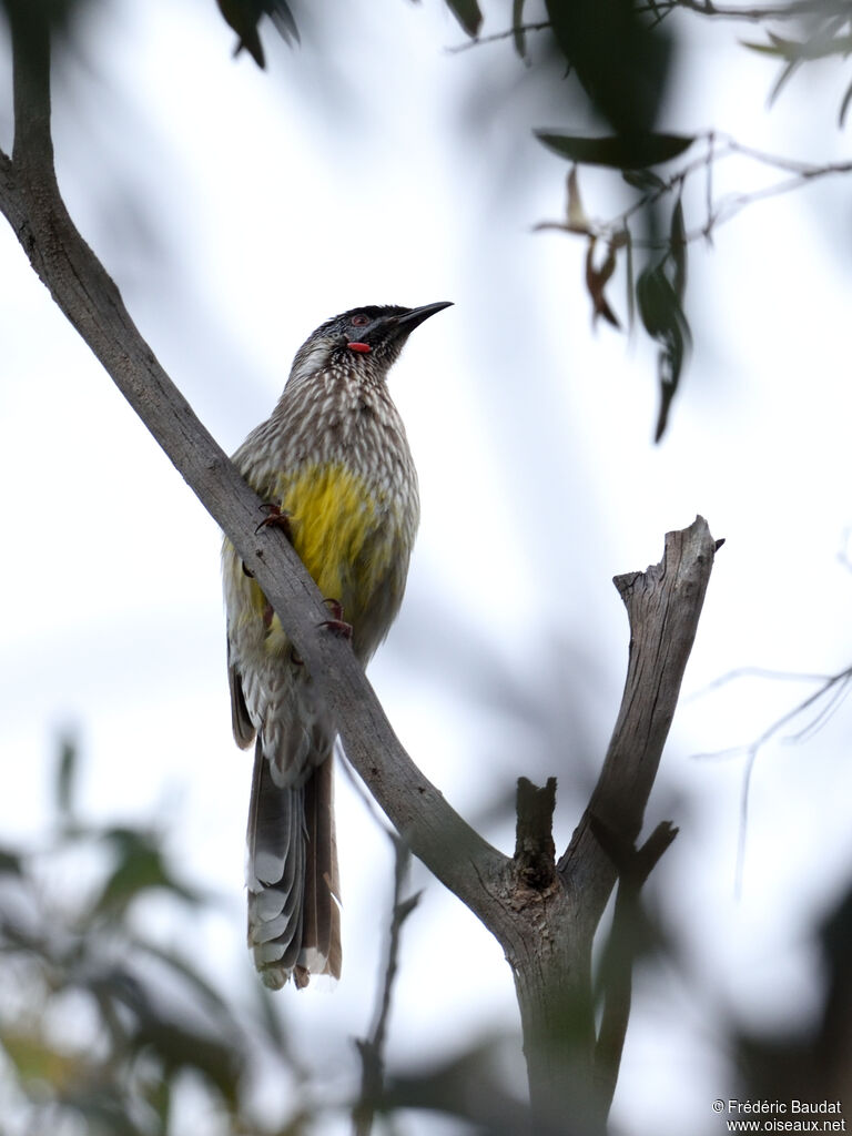 Red Wattlebirdadult