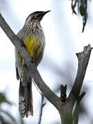 Red Wattlebird