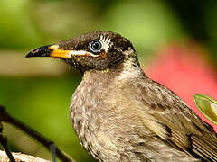 Bridled Honeyeater