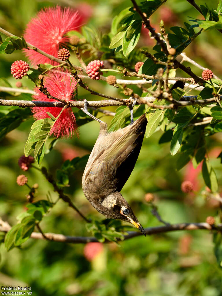 Bridled Honeyeaterimmature, feeding habits