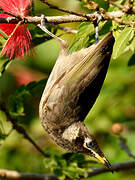 Bridled Honeyeater