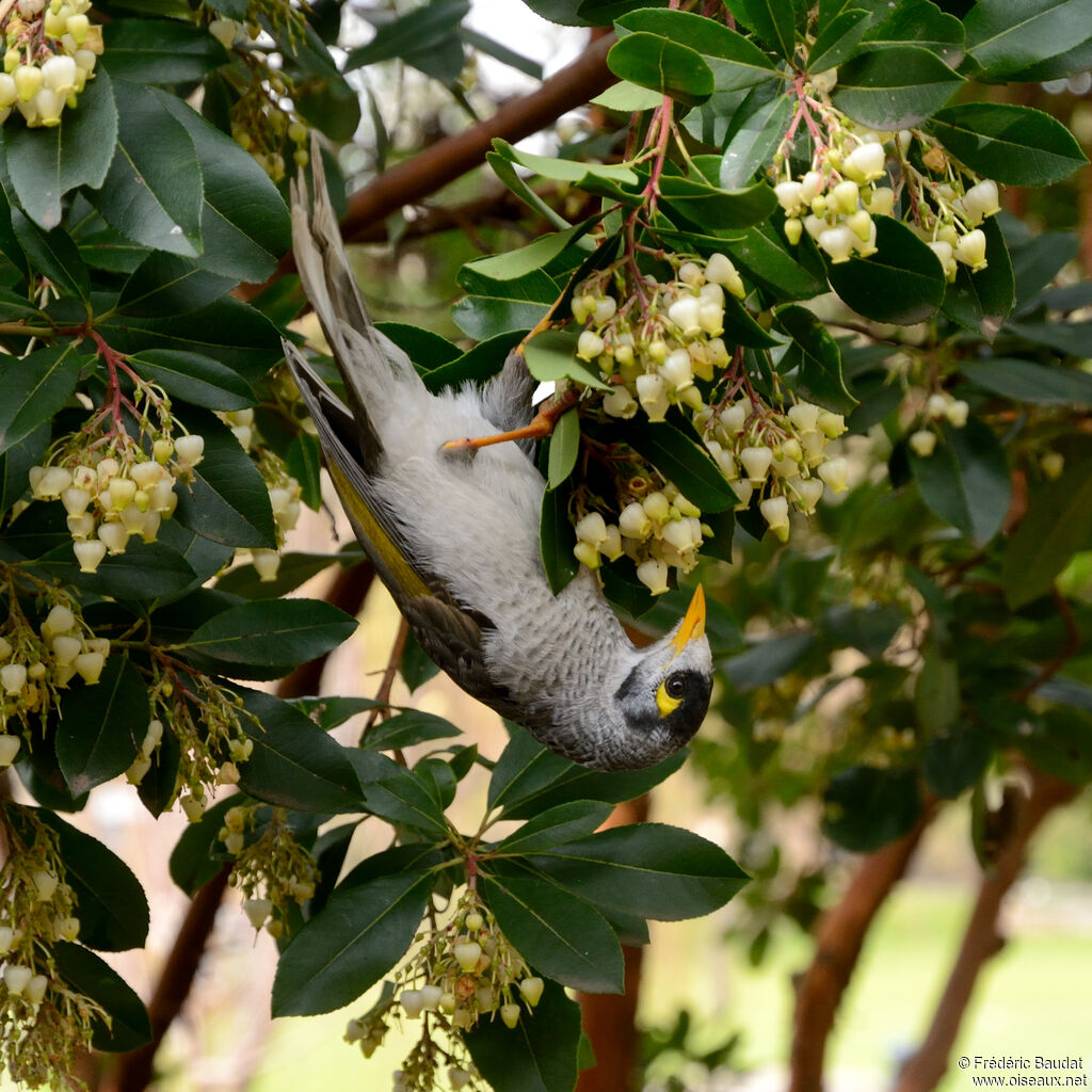 Noisy Mineradult