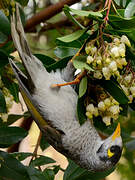 Noisy Miner