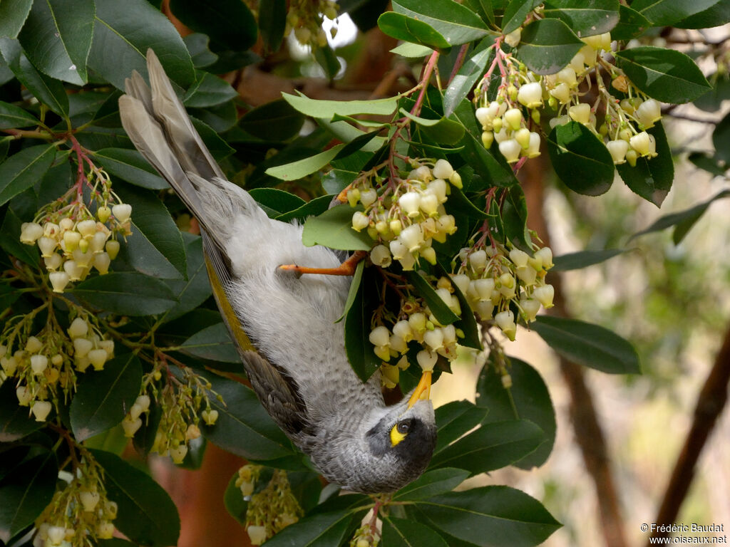 Noisy Mineradult, eats