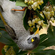 Noisy Miner