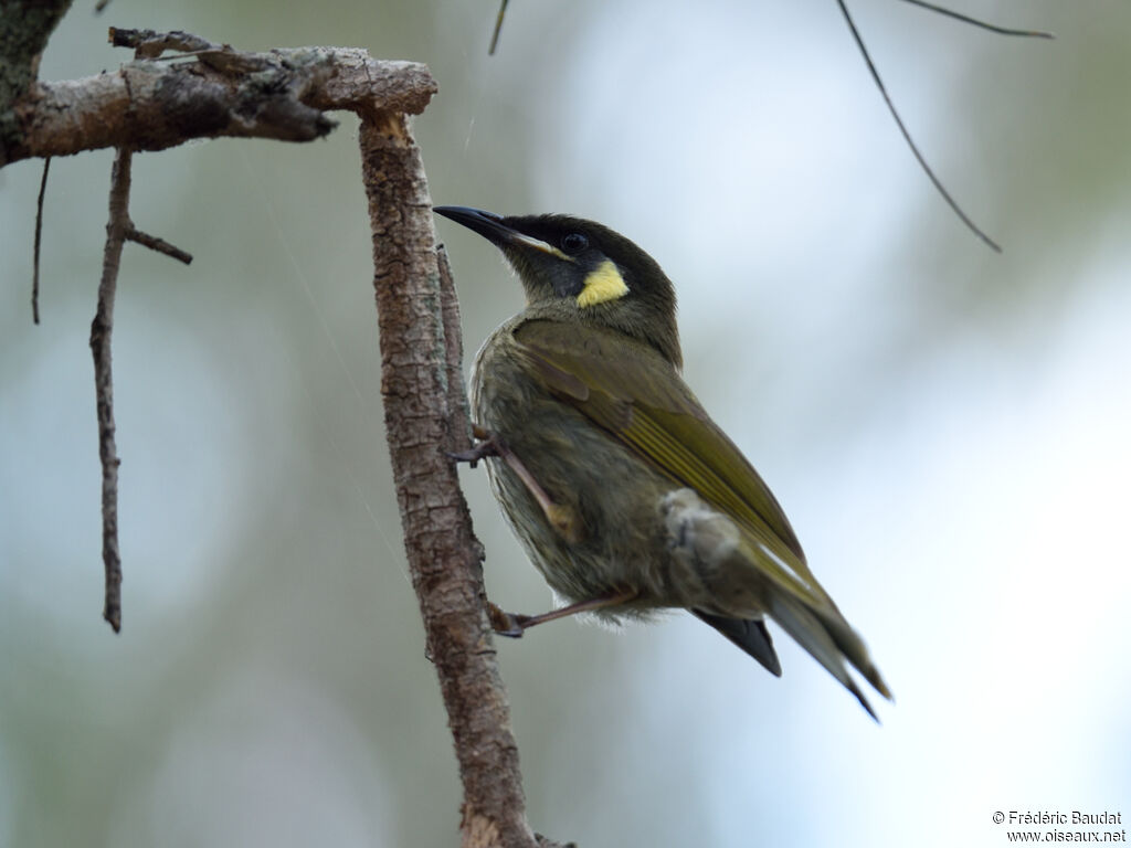 Lewin's Honeyeateradult