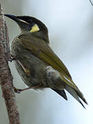 Lewin's Honeyeater