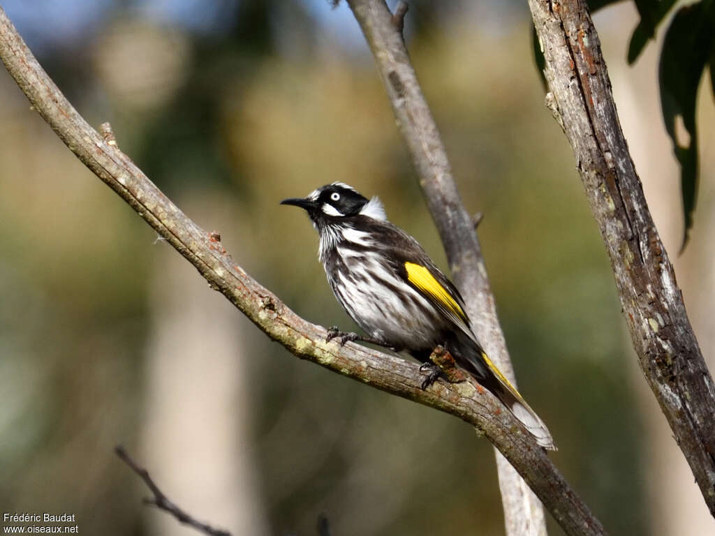 New Holland Honeyeateradult