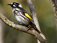 New Holland Honeyeater