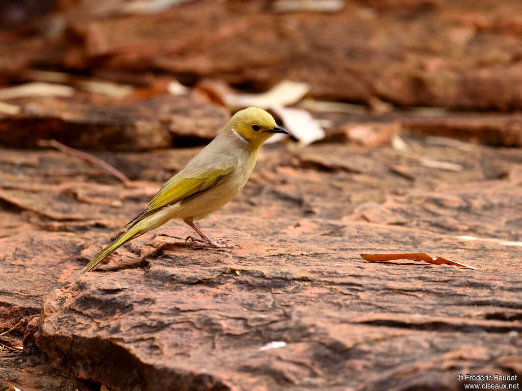 White-plumed Honeyeateradult