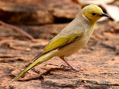 White-plumed Honeyeater