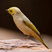 White-plumed Honeyeater