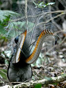 Superb Lyrebird