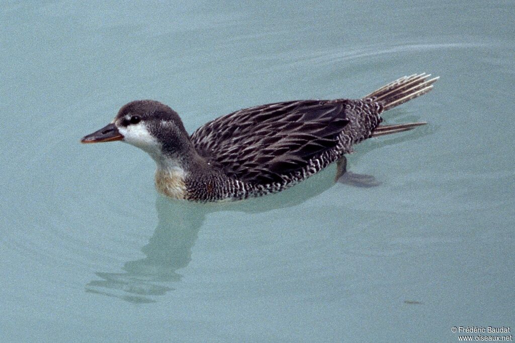 Torrent Duckimmature, identification, swimming