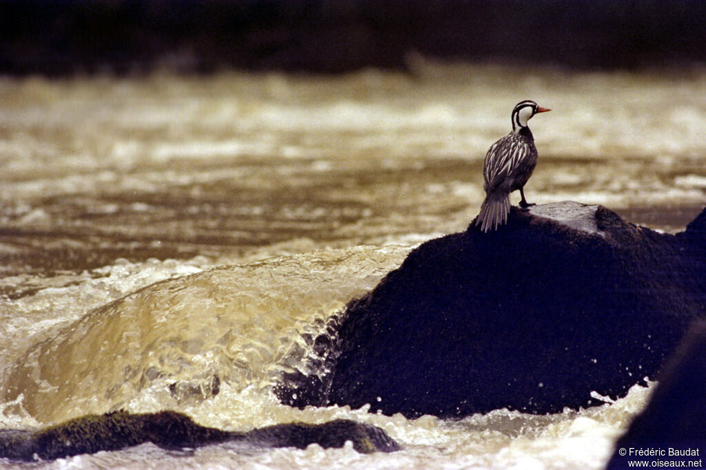 Torrent Duck male adult