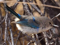 Splendid Fairywren