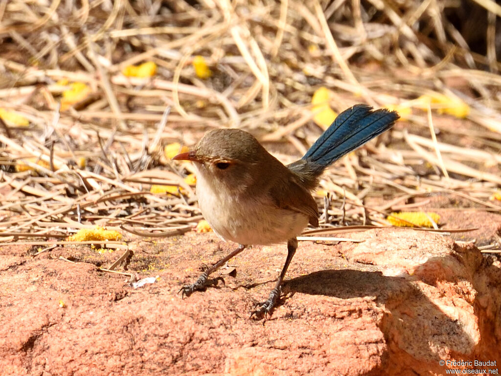 Splendid Fairywren female