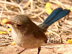 Splendid Fairywren