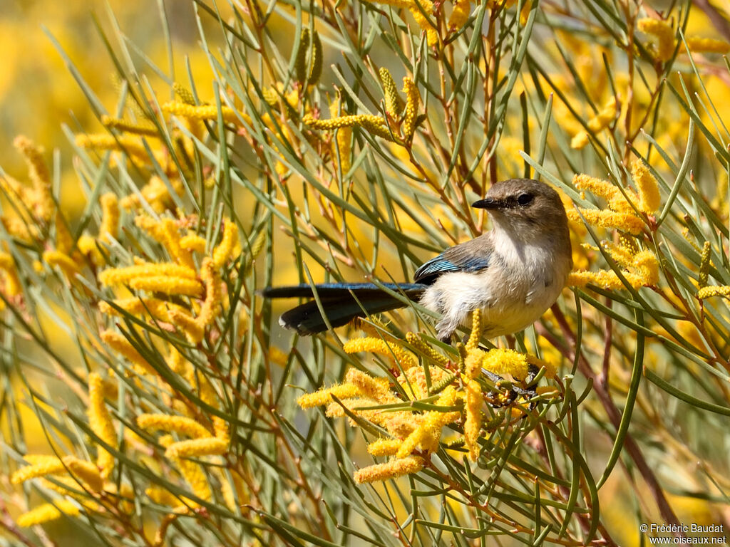 Splendid Fairywren male adult post breeding