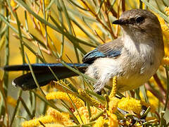 Splendid Fairywren