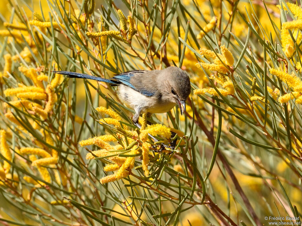 Splendid Fairywren male adult post breeding