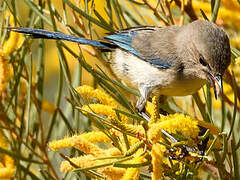 Splendid Fairywren