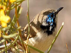 Purple-backed Fairywren