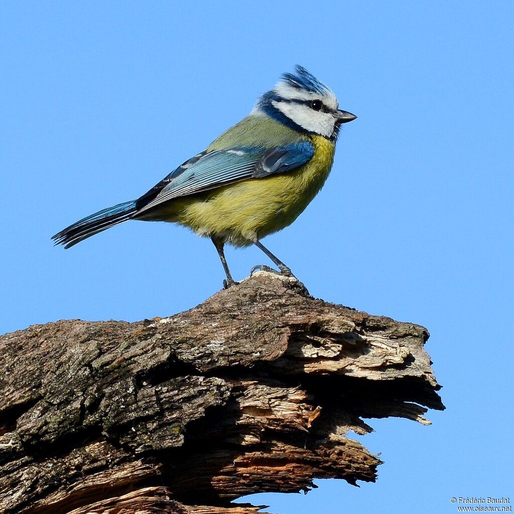 Eurasian Blue Titadult, close-up portrait