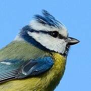 Eurasian Blue Tit