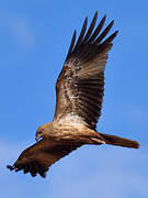 Whistling Kite