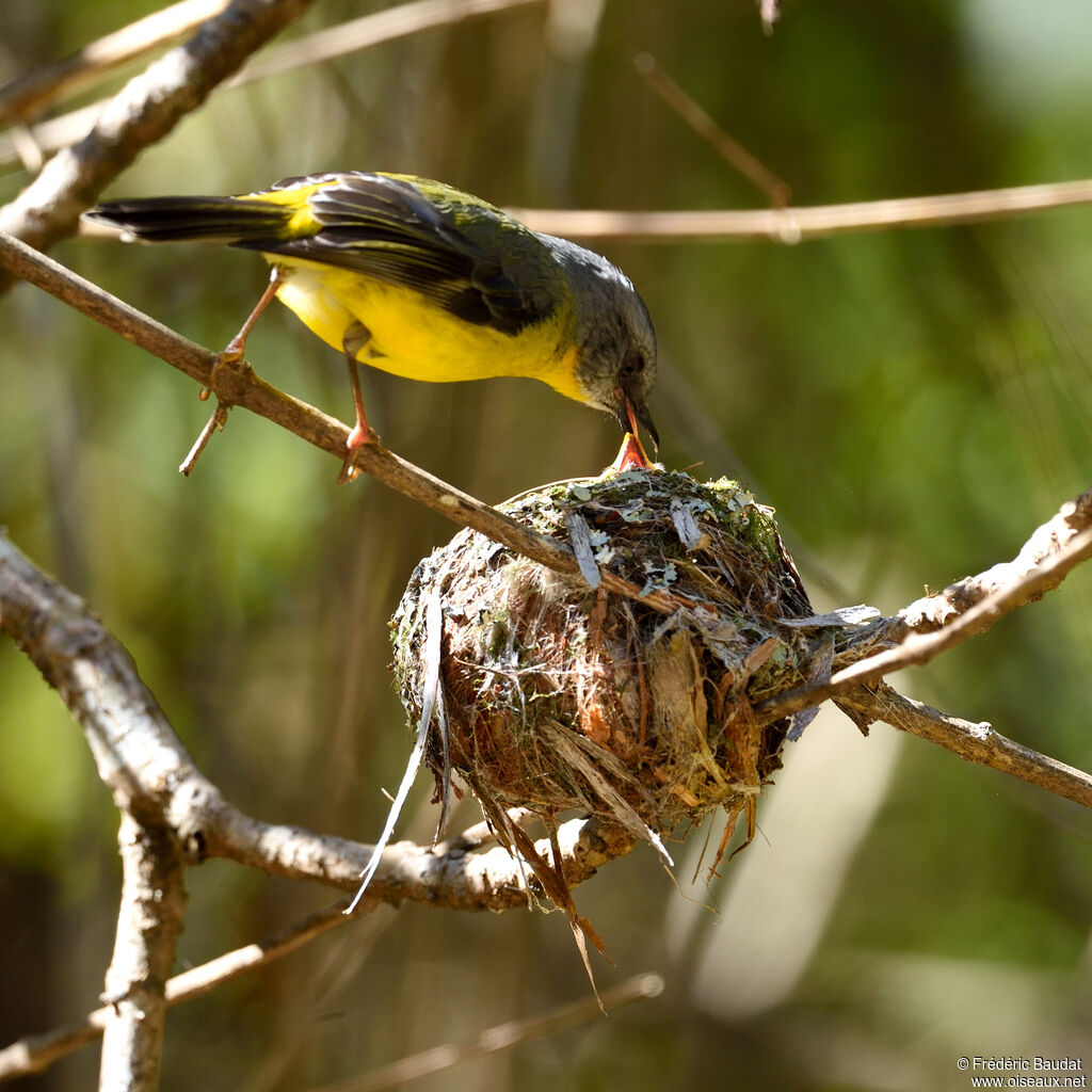 Eastern Yellow Robinadult, Reproduction-nesting