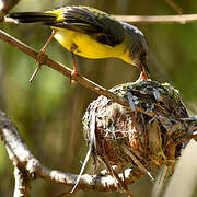 Eastern Yellow Robin