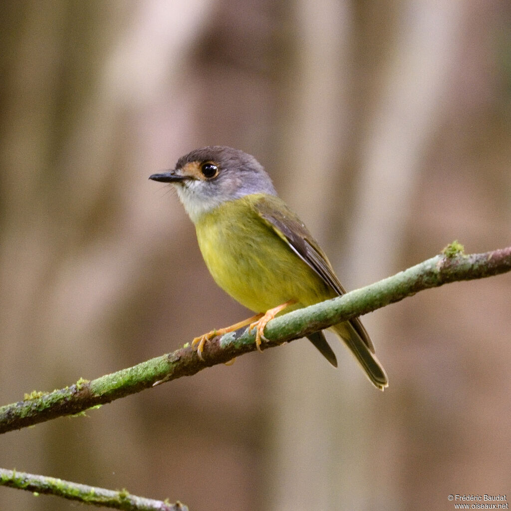 Pale-yellow Robinadult