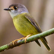 Pale-yellow Robin