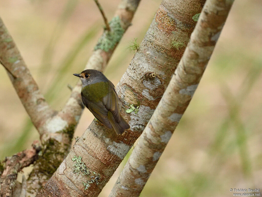 Pale-yellow Robinadult