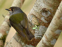 Pale-yellow Robin