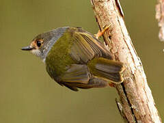 Pale-yellow Robin