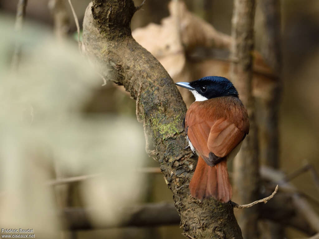 Shining Flycatcher female adult