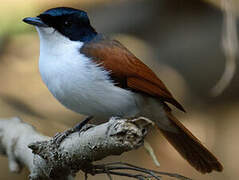 Shining Flycatcher