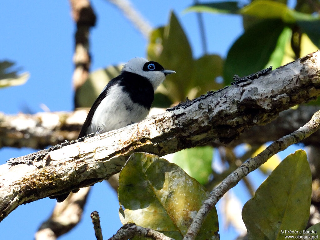 Pied Monarch male adult