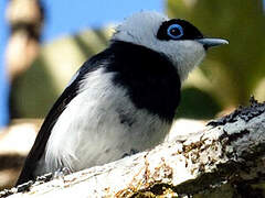 Pied Monarch