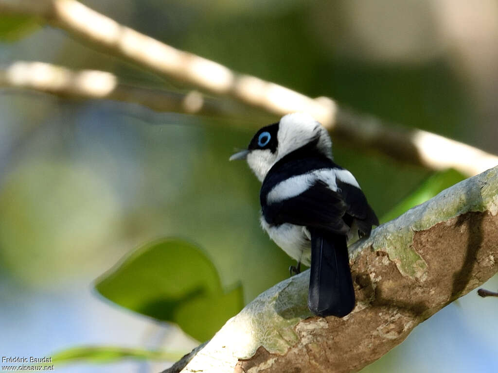 Pied Monarch male adult, aspect