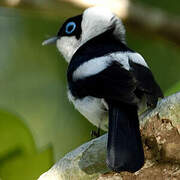 Pied Monarch