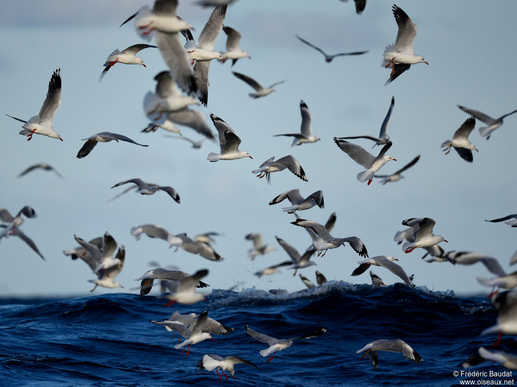 Silver Gull, Flight