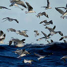 Mouette argentée