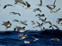 Silver Gull