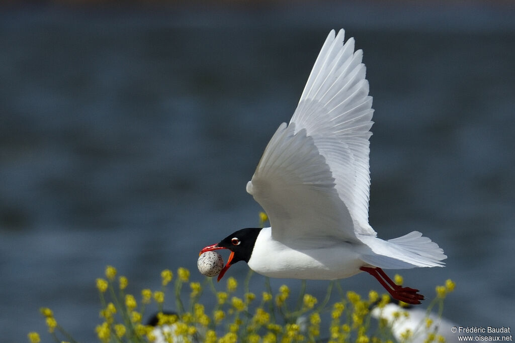 Mouette mélanocéphaleadulte nuptial, Vol, régime