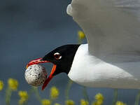 Mouette mélanocéphale