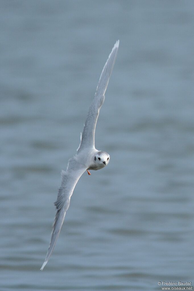 Little Gulladult post breeding, Flight