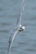 Little Gull